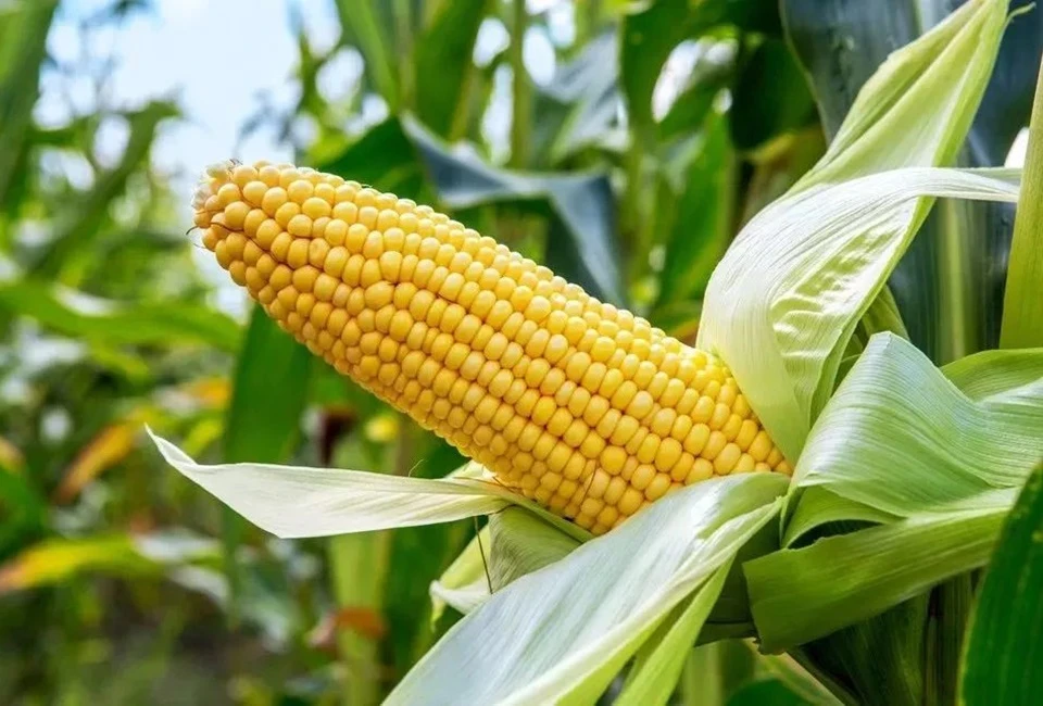 Brand Quality Service