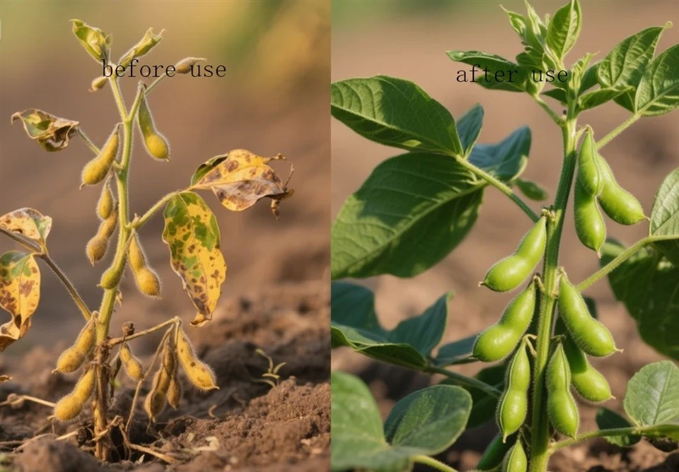 Provide Efficient Nutrition Plant-sourced Amino Acids CAS No.65072-01-7 For Soybean And Peanut. factory